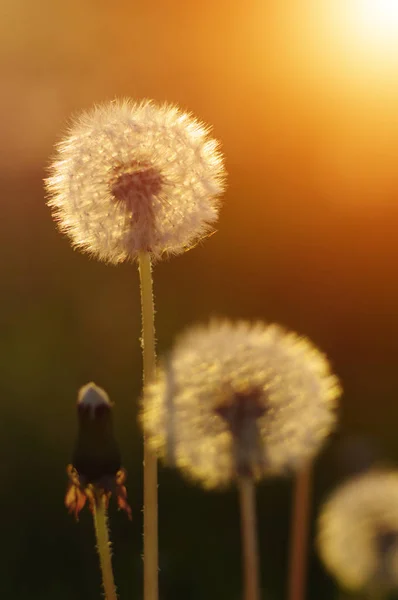 Denti Leone Sole Sul Campo — Foto Stock