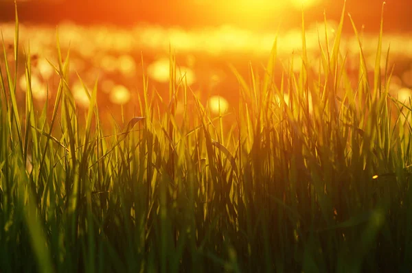 Zielona Trawa Tło Sun Beam Jasne Naturalne Bokeh Soft Focus — Zdjęcie stockowe