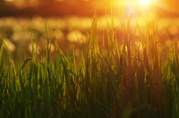 배경입니다 Bokeh 소프트 포커스입니다 — 스톡 사진