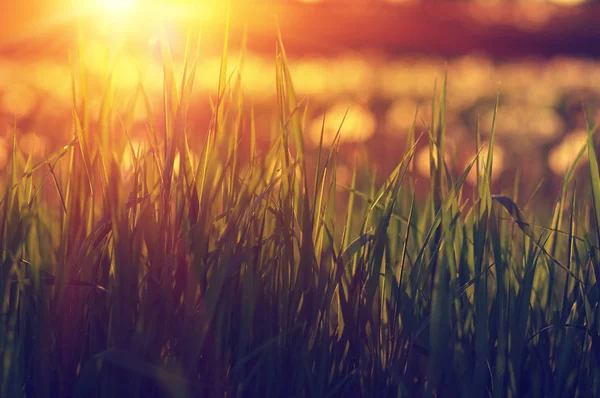 Green Grass Background Sun Beam Bright Natural Bokeh Soft Focus — Stock Photo, Image