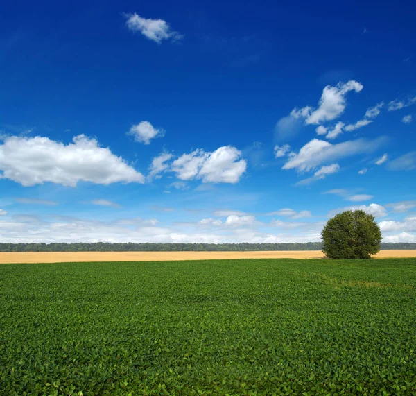 Campo Erba Verde Albero — Foto Stock