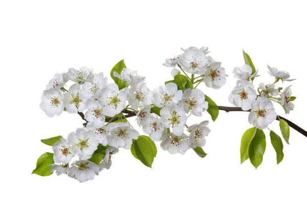 Zweig Mit Blüten Isoliert Auf Weiß — Stockfoto