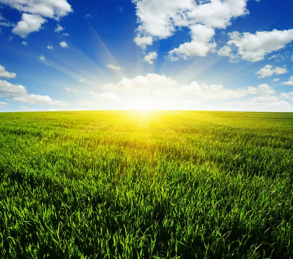 Grüne Wiese Blauer Himmel Und Sonne — Stockfoto