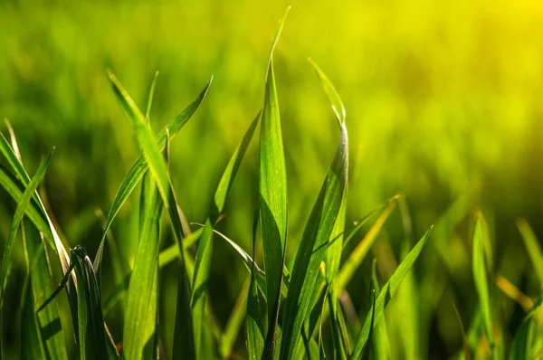 緑の草と太陽の光 — ストック写真