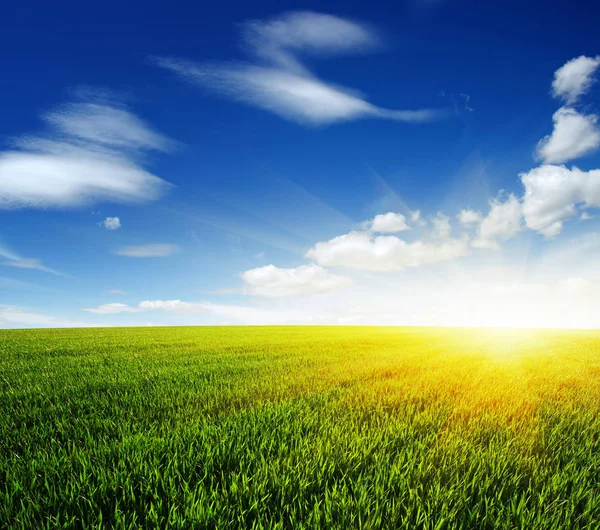 Campo Verde Céu Azul Sol — Fotografia de Stock