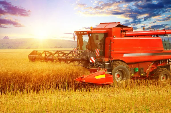 Combina Lavoro Sul Campo Raccolti Mietitrebbie — Foto Stock