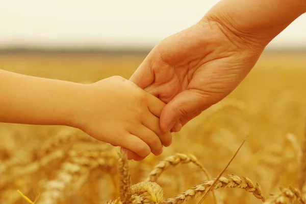 Mãos Mãe Filha Segurando Outro Campo Trigo — Fotografia de Stock