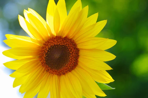 Close Sunflower Green Background — Stock Photo, Image