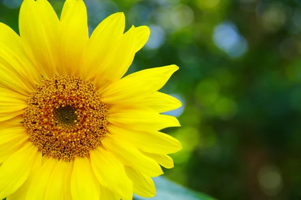 Primo Piano Girasole Sfondo Verde — Foto Stock