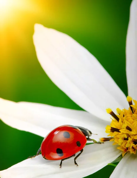 Coccinella Fiore Sul Sole — Foto Stock