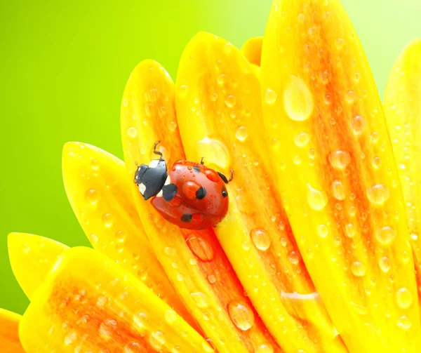 てんとう虫と太陽の花 — ストック写真
