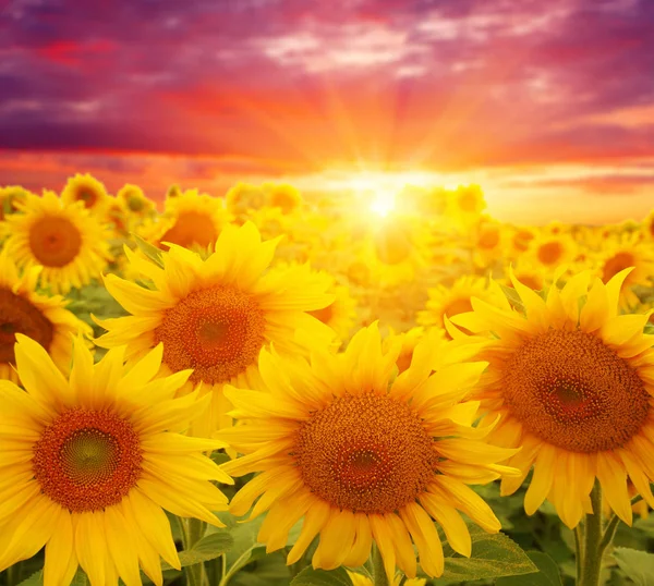 Feld Aus Sonnenblumen Und Sonne — Stockfoto