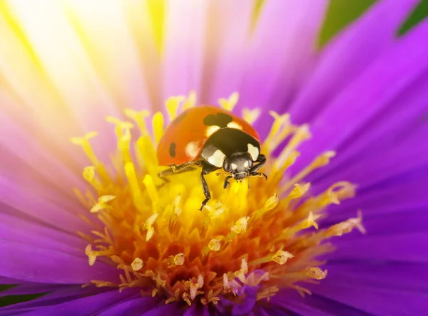 Ladybug Flower Sun — Stock Photo, Image