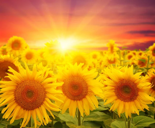 Field Sunflowers Sun — Stock Photo, Image