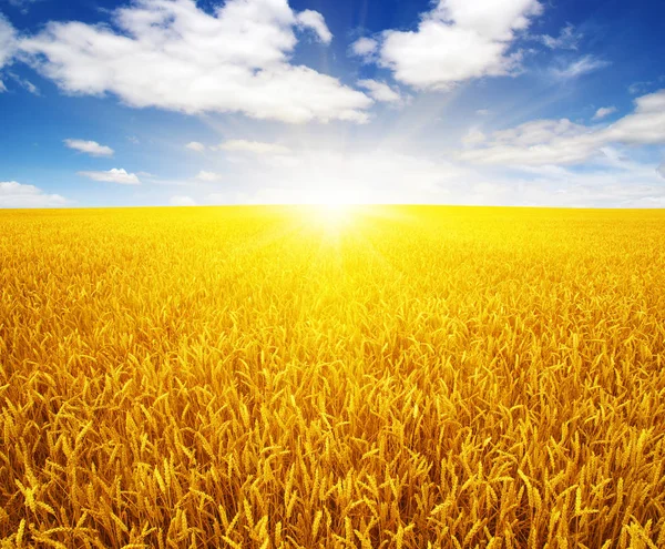 夕暮れ時の麦畑と太陽 — ストック写真