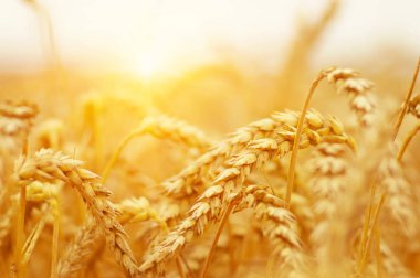 Buğday portre. Buğday alan tarih Pzr. Kulakları buğday olgunlaşma, arka plan.