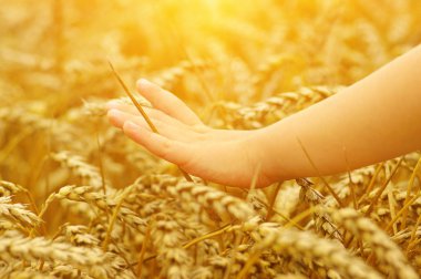 Tarih Pzr buğday alanında küçük kız elinde