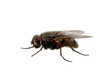 Bir beyaz üzerinde tek başına sinek