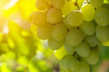 Sarmaşıkta yeşil üzümler