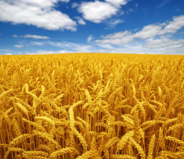 Пшеничное Поле Небо Белыми Облаками — стоковое фото