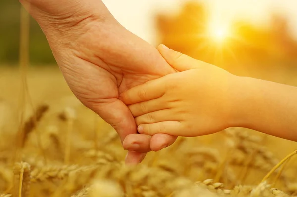 Handen Van Moeder Dochter Zon Houden Elkaar Tarweveld — Stockfoto