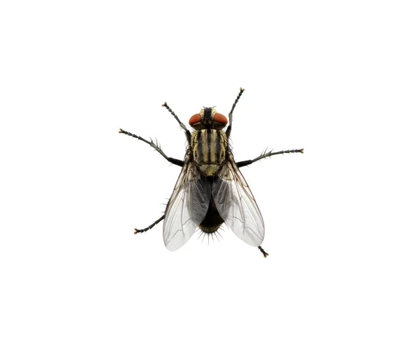Fly Isolated White — Stock Photo, Image