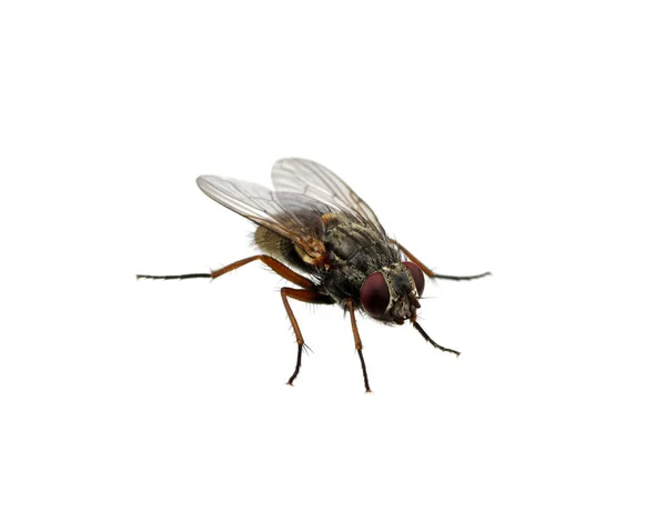 Fly Isolated White — Stock Photo, Image