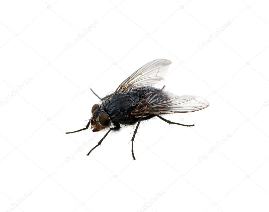 fly isolated on a white