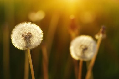 Karahindiba tarlada güneşte