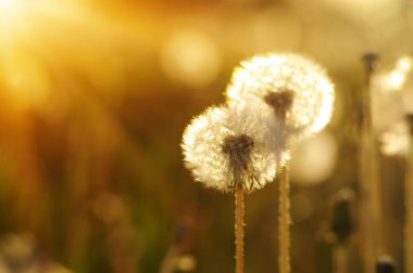 Karahindiba tarlada güneşte