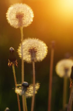 Karahindiba tarlada güneşte