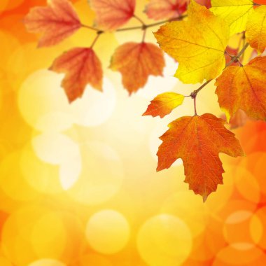  Arka planda sonbahar yaprakları bulanık