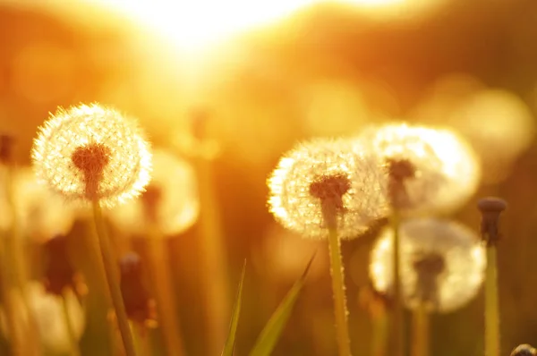 Löwenzahn Der Sonne Auf Dem Feld — Stockfoto