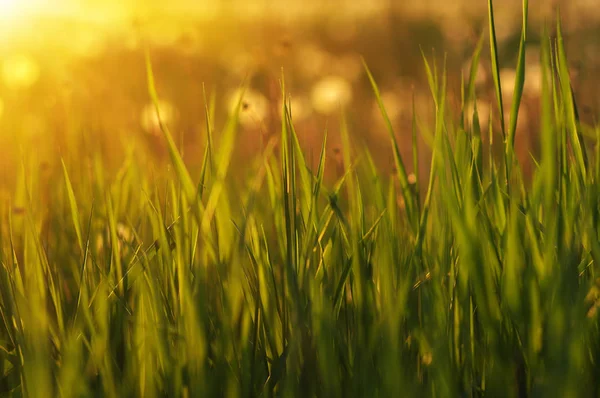 太陽の光と緑の草の背景 明るい天然ボケ ソフト フォーカス 抽象的な性質の背景 — ストック写真