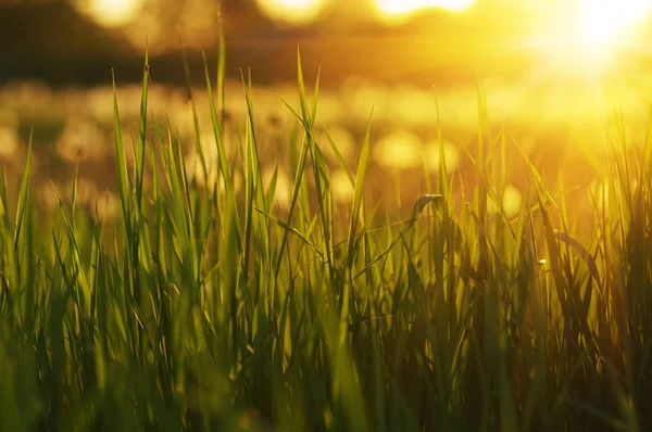 Green Grass Background Sun Beam Bright Natural Bokeh Soft Focus — Stock Photo, Image