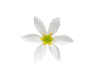 Arkaplanda izole edilmiş beyaz çiçek