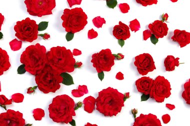 Beyaz arkaplanda kırmızı güller 
