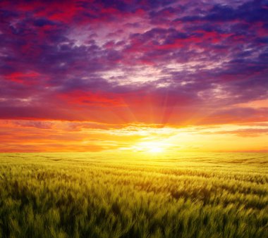 Alan renkli Sunset'teki buğday
