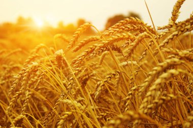 Güneşli buğday tarlası. Hasat ve gıda konsepti