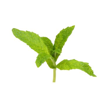 Beyaz arkaplanda izole edilmiş taze çiğ nane yaprakları