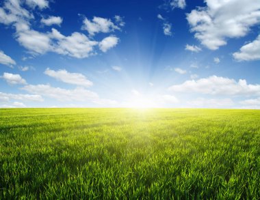 Yeşil tarla, mavi gökyüzü ve güneş. 