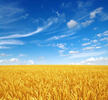 Beyaz bulutlu buğday tarlası ve gökyüzü