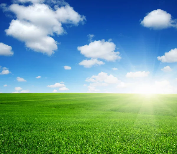 Grüne Wiese Blauer Himmel Und Sonne — Stockfoto