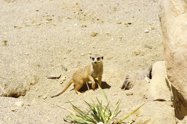 Meerkatze Sand — Stockfoto