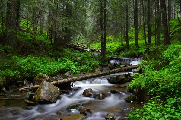 Fiume Nel Bosco Alberi Nella Nebbia — Foto Stock