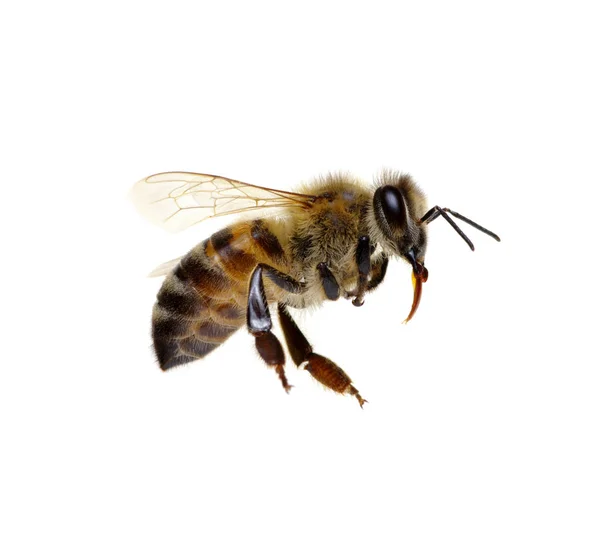 Пчела Изолирована Белом — стоковое фото