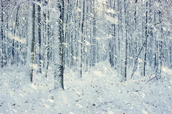 Zimní Les Slunci Strom Sněhu — Stock fotografie