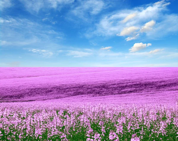 Wiosenne Pole Kwiatów Błękitne Niebo — Zdjęcie stockowe