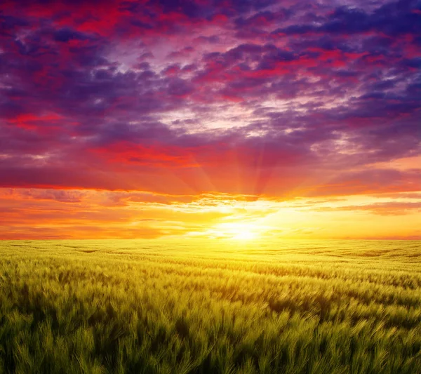 Field Wheat Colorful Sunset — Stock Photo, Image