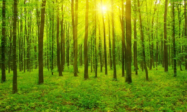 Floresta Com Luz Solar Raios Sol Através Ramos Árvores — Fotografia de Stock